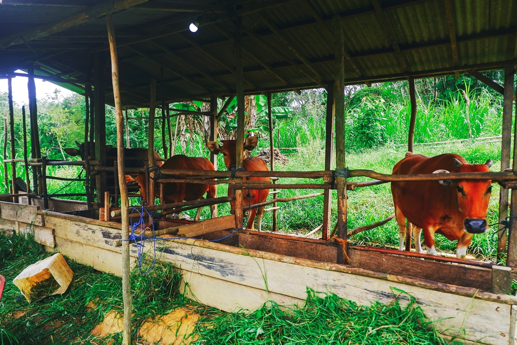Peternakan Sapi Potong